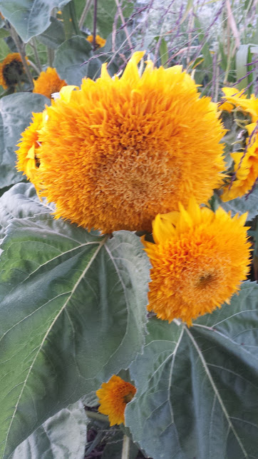 teddy-bear-sunflowers-2017