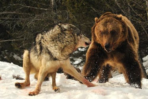 bear attacking wolf 2017