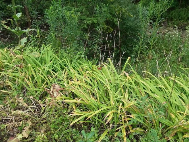 Monarch Butterfly 2018