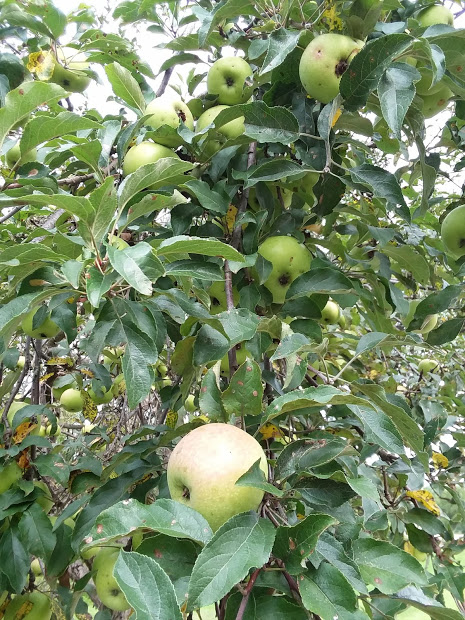 Nature walk apple trees 2018 2