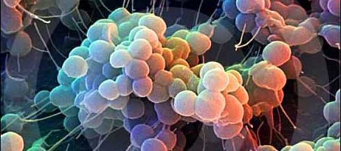 superbug-virus-bacteria-720x320