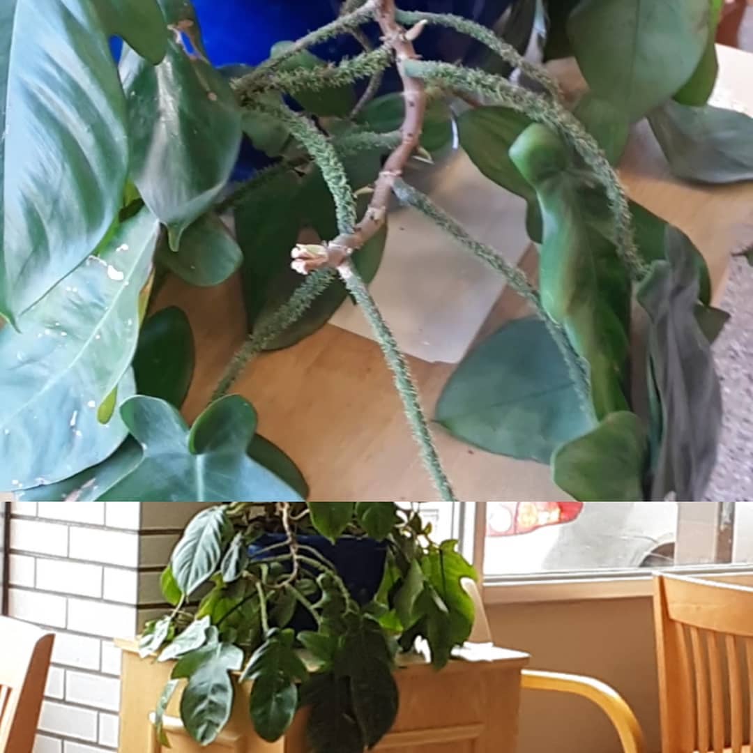 53366361_185286125784139_596364396600186705_n(1)