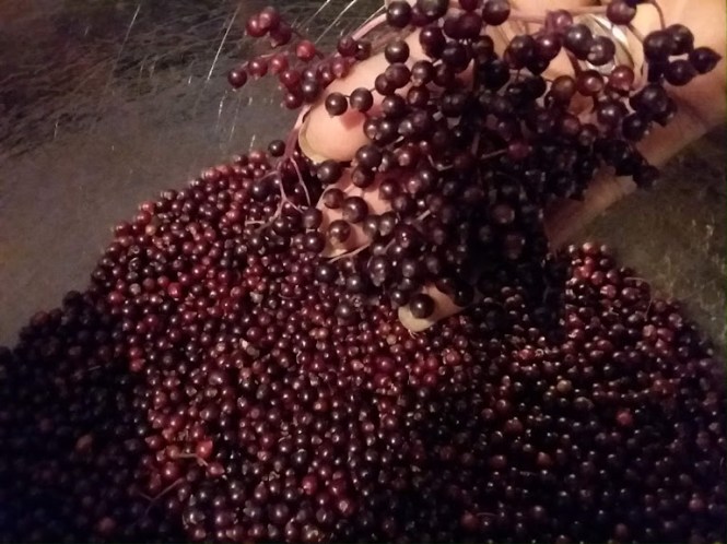 elderberry 3-16-19