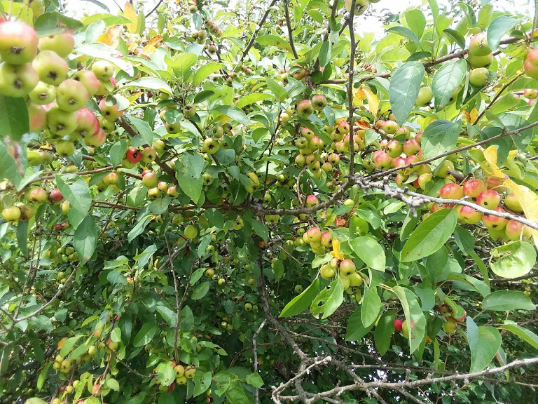 our crab apple trees 3-16-19