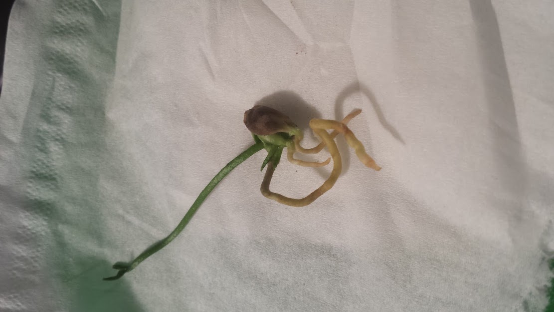 lemon seed sprouting